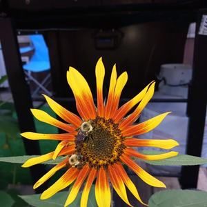 Meet your Posher, Joylynn